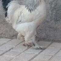 خروس برهما لایت