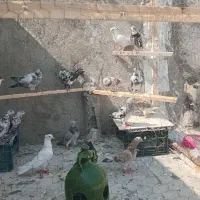 کبوتر