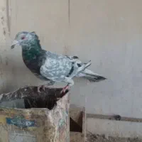 سار  کاکولی درشت