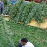 کارگر برای علوفه پیچ یا بیده کردن