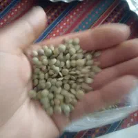 عدس دیمی