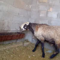 بره نره شال