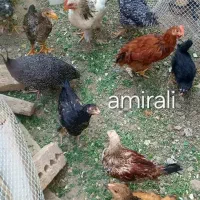 جوجه های سرحال