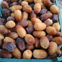 رطب درجه یک عسلی کبکاب. گنتار. شاوی