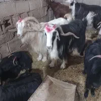 نربز