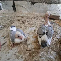 کفتر سینه فر پشت آبی یاساتن