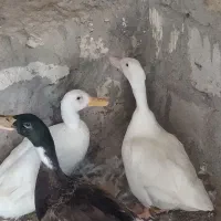 اردک|حیوانات مزرعه|قشم, |دیوار