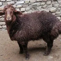 فروش دام زنده همراه با 85٪ تخفیف ویژه عید غدیر