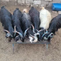 بز جوان تخمی وچاق