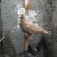کفتر یا کبوتر زرد کرمونی.نواری