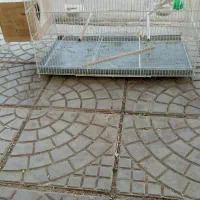 هندیجان|پرنده|هندیجان, |دیوار