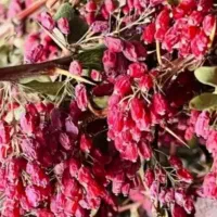 زرشک درجه یک پفکی