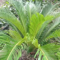 سیکاس|گل و گیاه طبیعی|نوشهر, |دیوار
