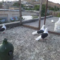 کبوتر پشتار خالص