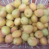 زردآلو تبرزه