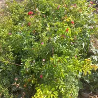 گل روز|گل و گیاه طبیعی|مشهد, اسماعیل آباد|دیوار