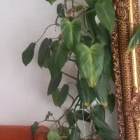 گل فیلندرون