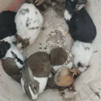بچه خرگوش