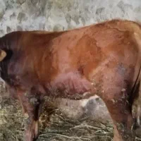 گاو سیمنتال