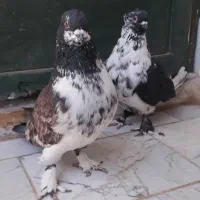 قاره کاکلی پا چکمه  با جوجه