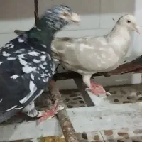کفتر نر ماده