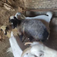 یک راس میش