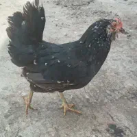 مرغ گلین کرچ