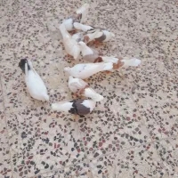 10عدد کبوتر