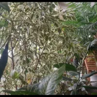 فروش  گلهای  اپارتمانی