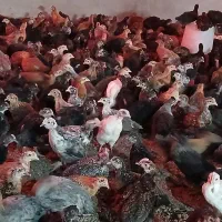 جوجه مرغ و خروس مشگی وگلپایگانی ۴۵روزه واکسن خورده