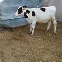 گوساله‌نر
