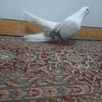 کفتر پشتدار نر رنگ خاص