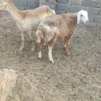 میش وبره
