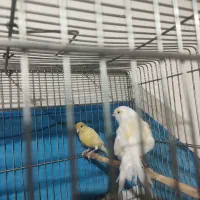 قناری نر و ماده رنگ روشن خوب