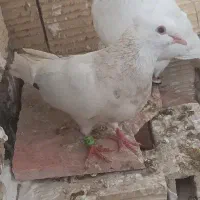 عروسک طرح ک ف تر