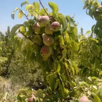خواهان  باغ گلابی و گردو برای اجاره