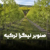 نهال صنوبر تبریزی نیگرای ترکیه با بهترین کیفیت