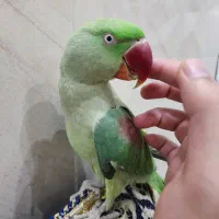 شاه طوطی ماده اهلی سخنگو