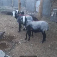 میش لاغر