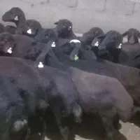 ۴۹عددبره‌ماده‌قره‌قرل‌افشار۲عددقوچ‌دامازلخ‌