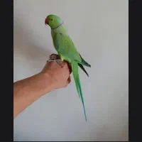 طوطی ملنگو نر