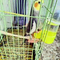 یک عروس پاریس نر و یک مرغ عشق نر