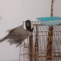 عروس نر ماده آشتی