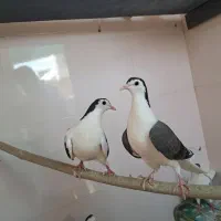 جوجه دمگیر|پرنده|اصفهان, قائمیه|دیوار