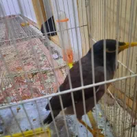 مرغ مینا سخنگو