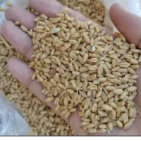 یک تن گندم برای فروش