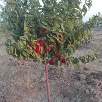 کاتالیزور