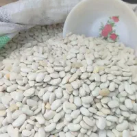 فروش حبوبات محلی