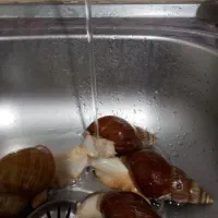 حلزون