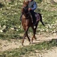 گمشده|حیوانات|نورآباد, |دیوار
